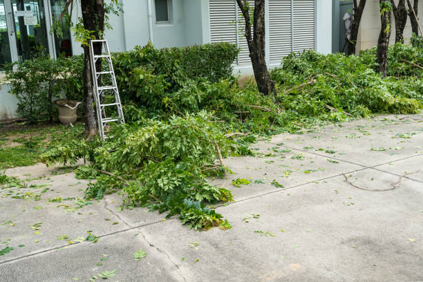 Best Large Tree Removal  in Clayton, NC